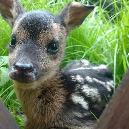 롯지 Nad Kupaliskom
