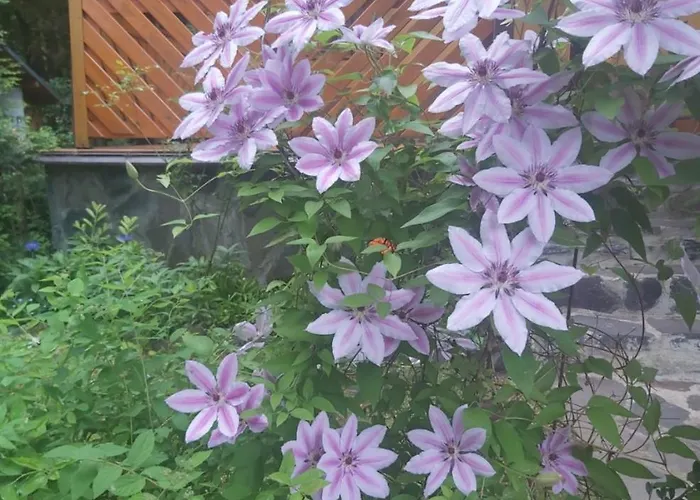 Nad Kupaliskom 코바초바
